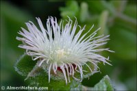 Mesembryanthemum crystallinum