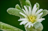 Mesembryanthemum nodiflorum