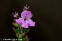 Micromeria inodora