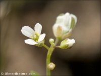 Microthlaspi perfoliatum