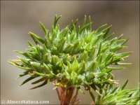 Minuartia dichotoma