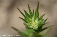 Minuartia funkii