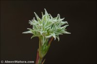 Minuartia hamata