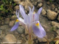 Moraea sisyrinchium