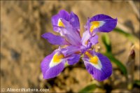 Moraea sisyrinchium