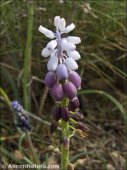 Muscari atlanticum