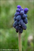 Muscari neglectum