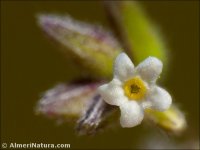 Myosotis discolor