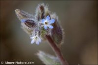 Myosotis minutiflora