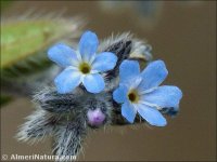 Myosotis ramosissima