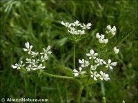 Myrrhoides nodosa