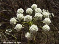 Oenanthe lachenalii