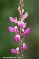 Onobrychis stenorhiza