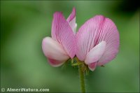 Ononis rotundifolia