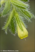 Onosma tricerosperma
ssp mauretanica