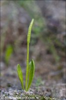 Ophioglossum lusitanicum