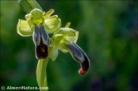 Ophrys fusca