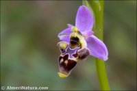 Ophrys scolopax