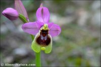 Ophrys tenthredinifera