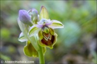 Ophrys tenthredinifera