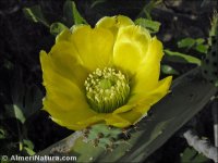 Opuntia ficus-indica