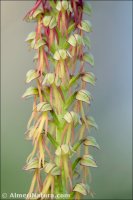 Orchis anthropophora