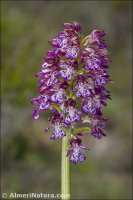 Orchis purpurea