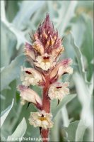 Orobanche almeriensis