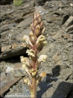 Orobanche amethystea
ssp castellana