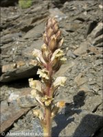 Orobanche amethystea
 ssp castellana