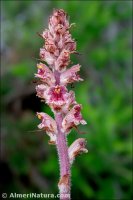 Orobanche austrohispanica