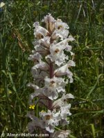 Orobanche crenata