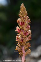 Orobanche gracilis