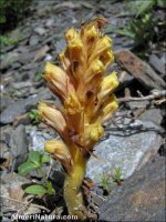 Orobanche haenseleri