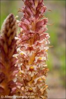 Orobanche icterica