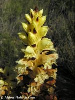 Orobanche latisquama