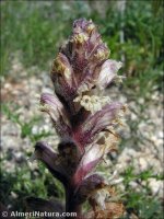 Orobanche minor