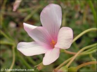 Oxalis articulata