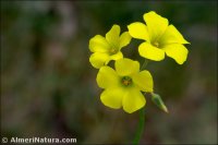 Oxalis pes-caprae