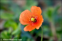 Papaver pinnatifidum