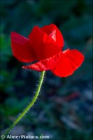 Papaver rhoeas