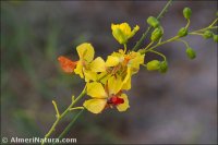 Parkinsonia aculeata