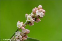 Persicaria maculosa