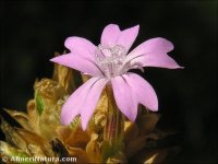 Petrorhagia nanteuilii