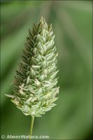 Phalaris canariensis