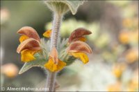 Phlomis crinita subsp. malacitana