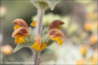 Phlomis crinita
 subsp. malacitana