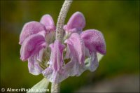 Phlomis purpurea