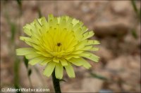 Picris hispanica