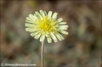 Pilosella pseudopilosella